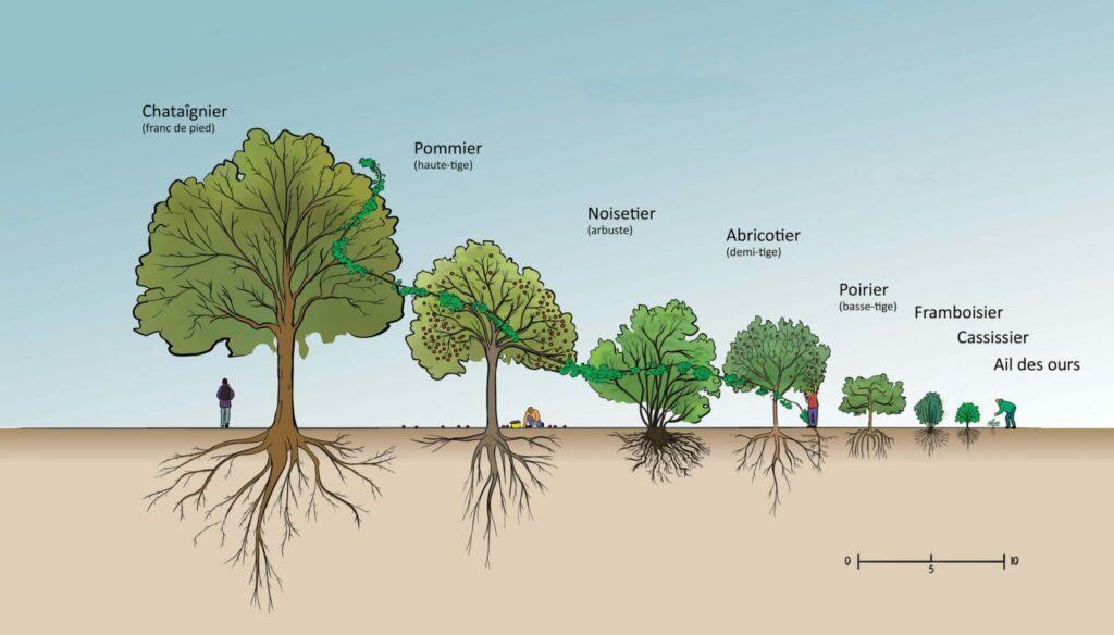 jardin forêt agroforesterie association française